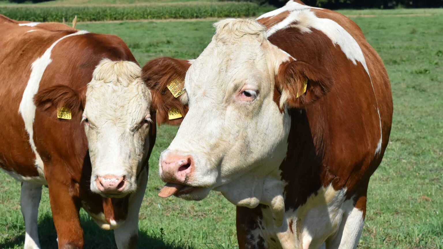 Tierzucht & Tierschauen RIEDER MESSE